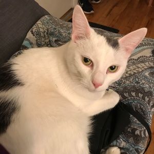 Meet your Posher, Ariel